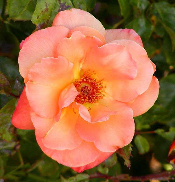 Rosa Apricot Nectar