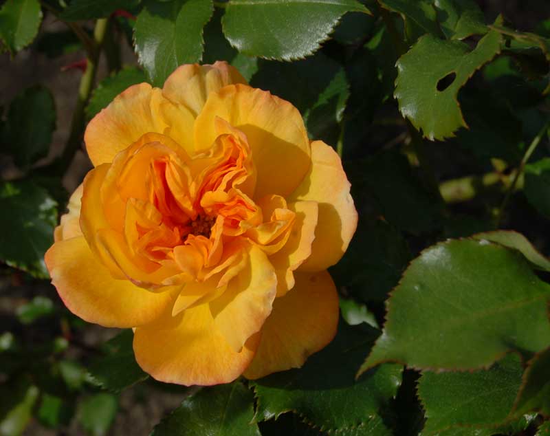 Rosa Sahara