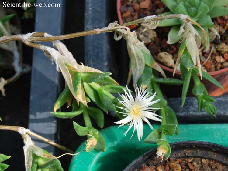 Mesembryanthemum tortuosum