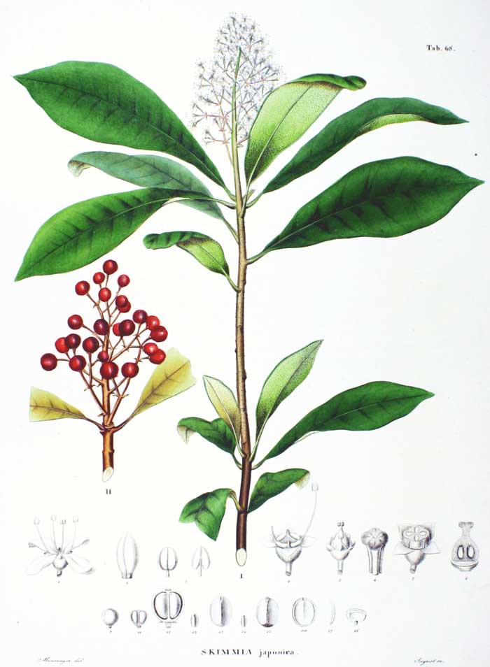 Skimmia japonica