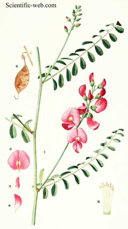 Swainsona galegifolia