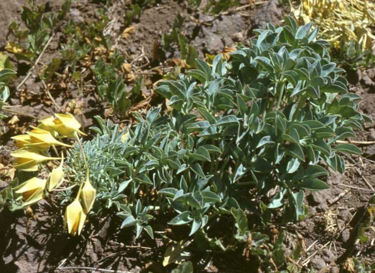 Tropaeolum polyphyllum