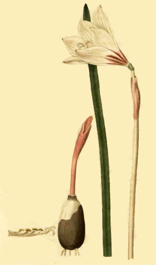 Zephyranthes versicolor