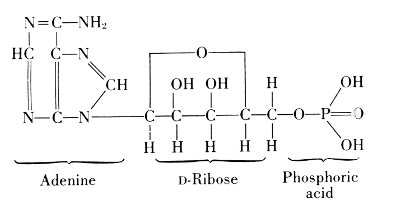Adenosine Triphosphate: Adenine, D-Ribose, Phosphoric acid
