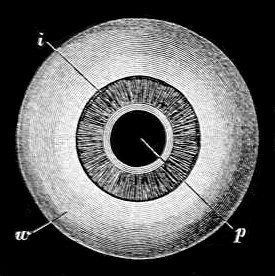 Fig. 10. Eye-ball seen from the front. (After Le Gros Clark.) w, White of eye. i, Iris. p, Pupil.