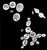Fig. 24. Yeast cells growing under the microscope. a, Single cells. b, Two cells forming by division. c, A group of cells where division is going on in all directions.