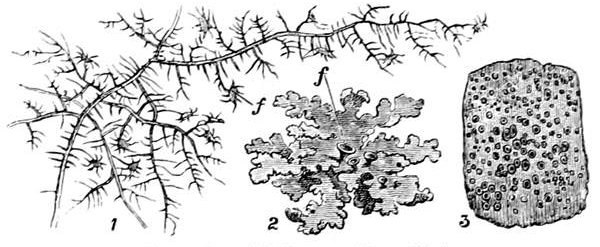 Fig. 28. Examples of Lichens. (From life.) 1, A hairy lichen. 2, A leafy lichen. 3, A crustaceous lichen. f, f, the fruit.