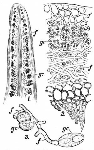 Fig. 30. Sections of Lichens. (Sachs.) 1, Section of a hairy lichen, Usnea barbata. 2, Section of a leafy lichen, Sticta fuliginosa. 3, Early growth of a lichen. gc, Green cells. f, Fungus.