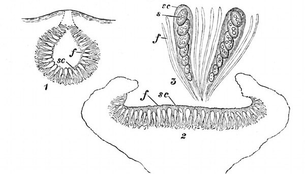 Fig. 31. Fructification of a lichen. (From Sachs and Oliver.) Apothecium or spore-chamber of a lichen. 1, Closed. 2, Open. 3, The spore-cases and filaments enlarged, showing the spores. f, Filaments. sc, Spore-cases. s, Spores.