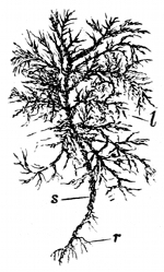 Fig. 32. A stem of feathery moss. (From life.) l, Leaves. s, Stem. r, Roots.