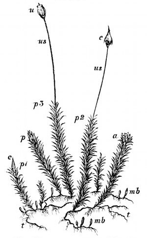 Fig. 34. Polytrichum commune. A large hair-moss. t, t, Threads of green cells forming the protonema out of which moss-buds spring. mb, Buds of moss-stems. a, Minute green flower in which the antherozoids are formed (enlarged in Fig. 35). p, p1, p2, p3, Minute green flower in which the ovules are formed, and urn-plant springing out of it (enlarged in Fig. 35). us, Urn stems. c, Cap. u, Urn after cap has fallen off, still protected by its lid.
