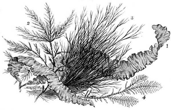 Fig. 63. Group of seaweeds (natural size). 1, Ulva Linza. 2, Sphacelaria filicina. 3, Polysiphonia urceolata. 4, Corallina officinalis.
