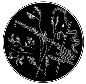 Fig. 69. Living diatoms. a, Cocconema lanceolatum. b, Bacillaria paradoxa. c, Gomphonema marinum. d, Diatoma hyalina.