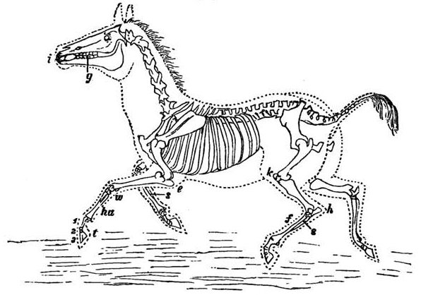 Fig. 76. Skeleton of Horse or Ass. i, Incisor teeth. g, Grinding teeth, with the gap between the two as in all grass-feeders. k, Knee. h, Hock or heel. f, Foot. s, Splints or remains of the two lost toes. e, Elbow. w, Wrist. ha, Hand-bone. t, middle toe of three joints, 1, 2, 3 forming the hoof.