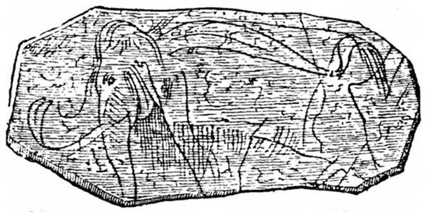 Fig. 79. Mammoth engraved on ivory by Palæolithic man.