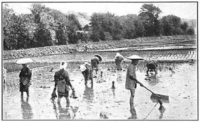 FIG. 138.—Rice for its growth needs periodical flooding, and irrigation often supplies the necessary water.